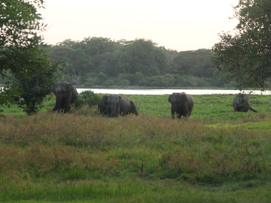 Wilpattu National Park景点图片