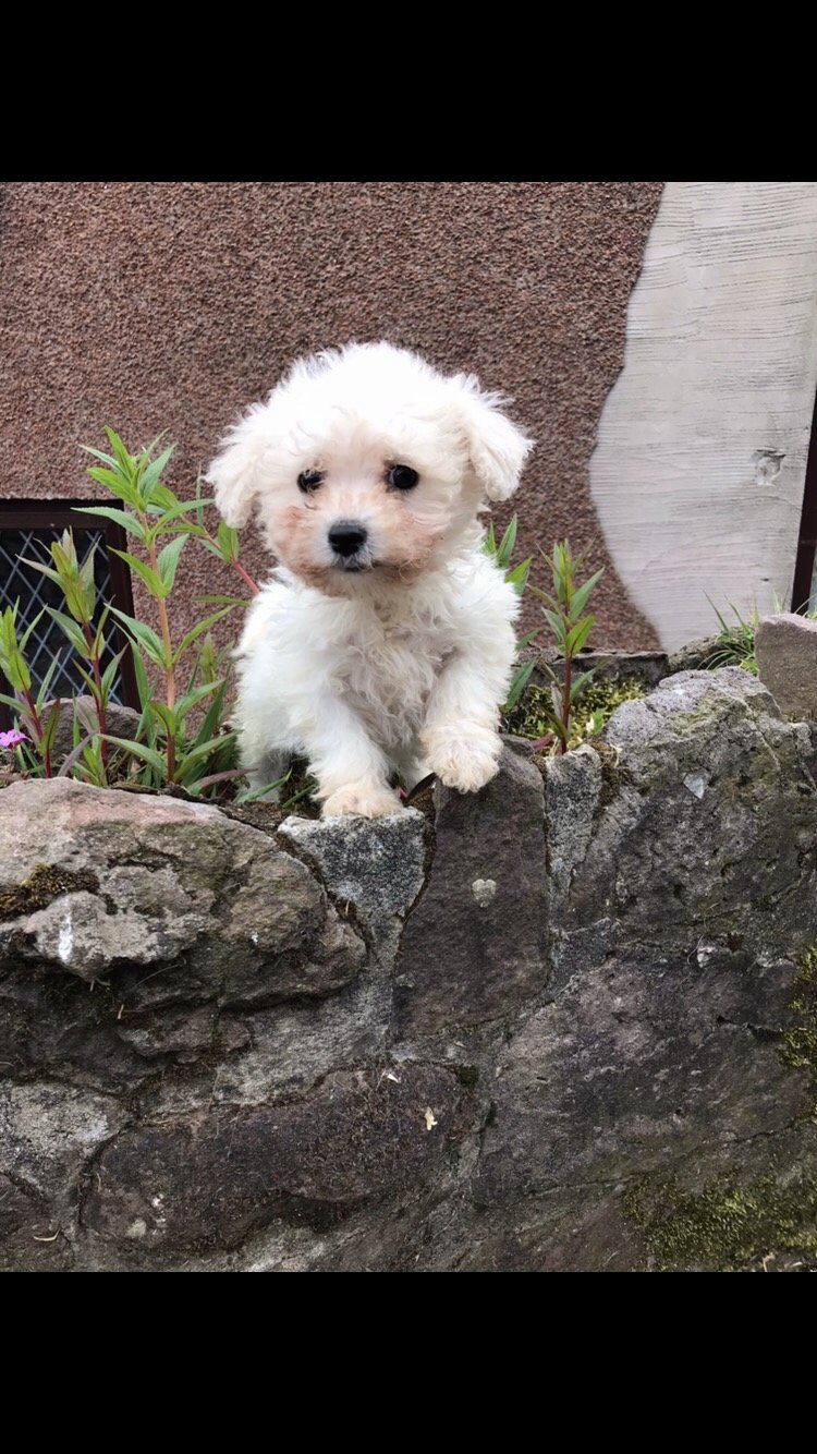 彭特利马术酒店-portrait