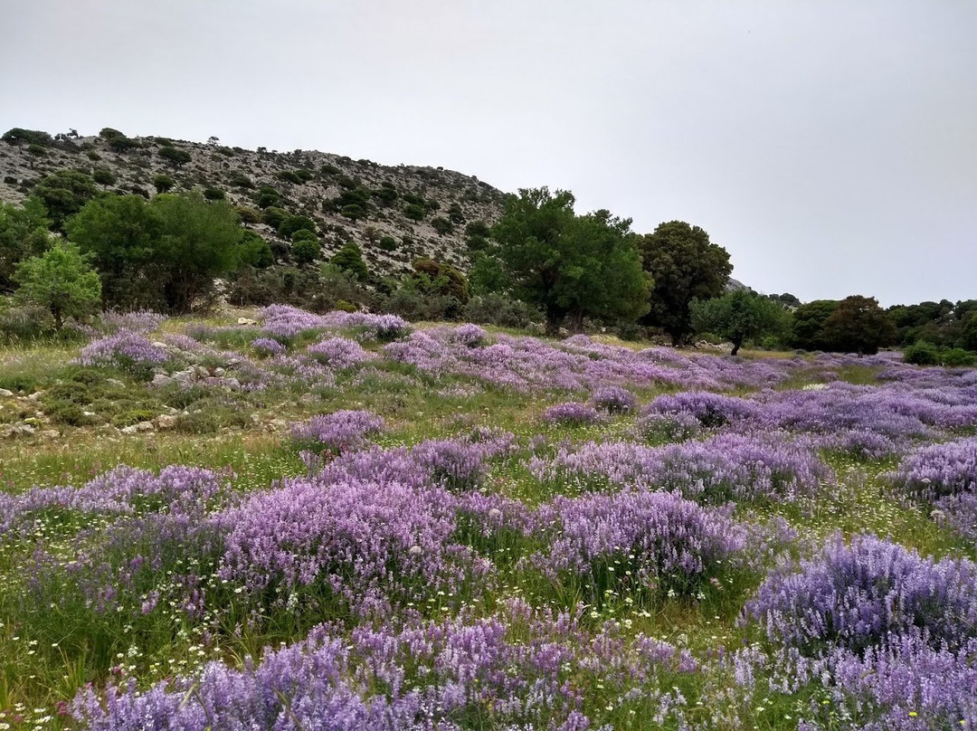 Flowers of Crete-Elounda必去景点