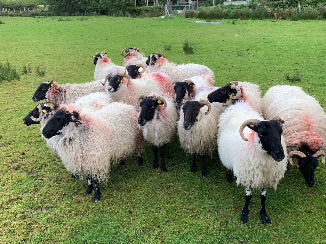 Glen Keen Farm景点图片