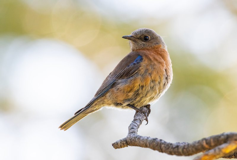 Elk Trace Bed & Breakfast主图