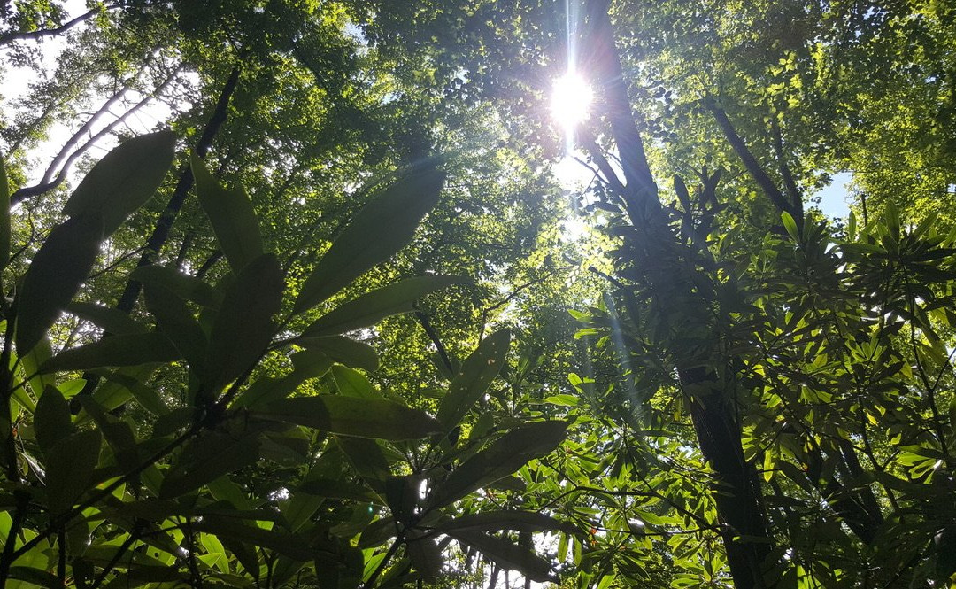 Wiggins Cemetery-大雾山国家公园必去景点