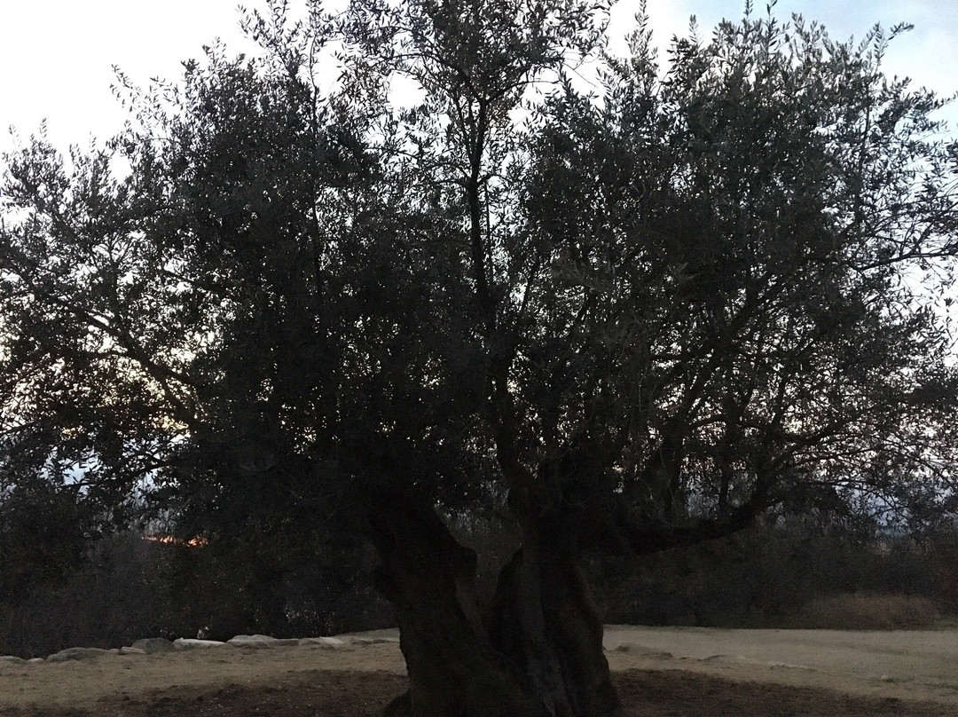 1000 Years Olive Tree景点图片