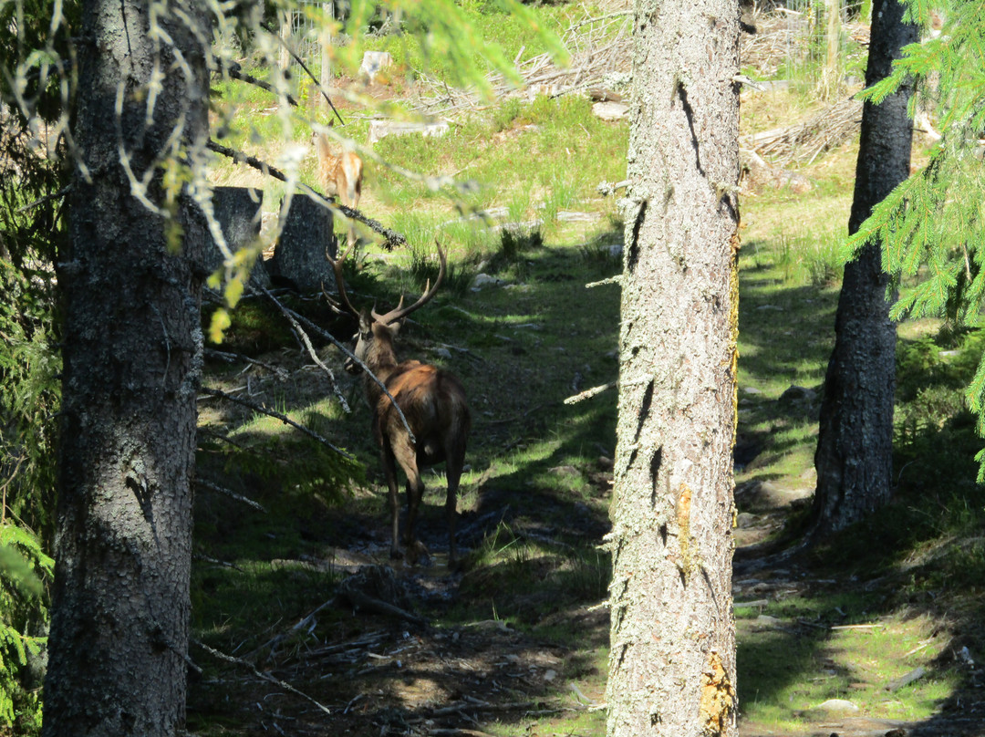 Visitor Center Kvilda - deer and rye range景点图片