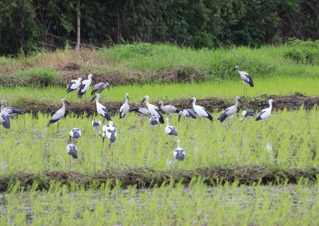 Kalaka Cooking Class - Thai cooking class in Chiang Mai-清迈必去景点