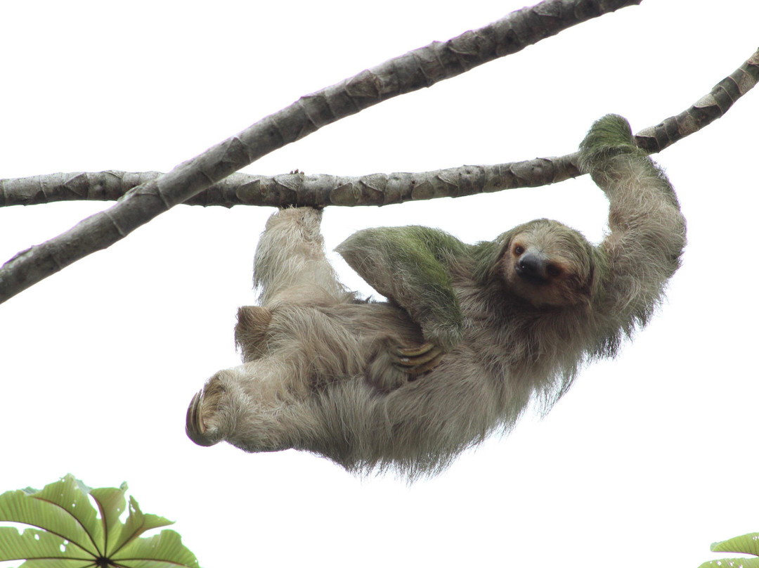 La Fortuna Rafting-福德圣卡洛斯必去景点