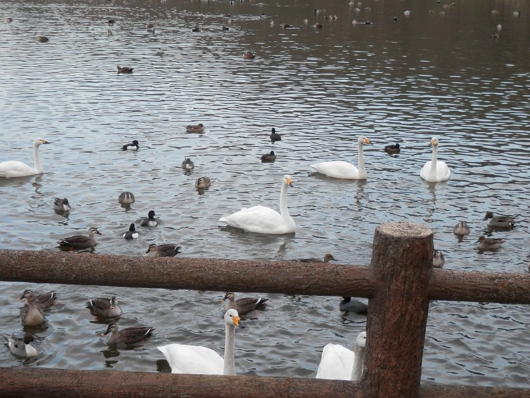 Handa Swamp-太田原市必去景点