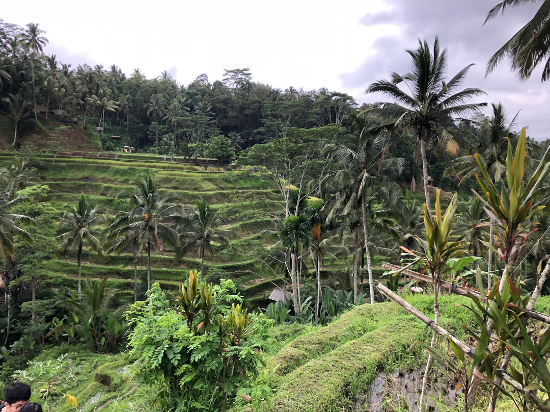 Bali Great Travel - Private Day Tours景点图片