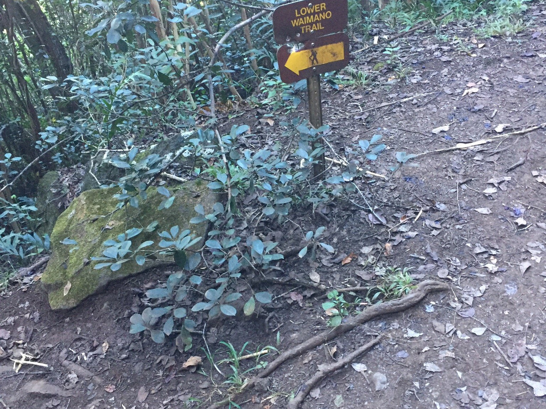 Waimano Ridge Trail-珍珠市必去景点