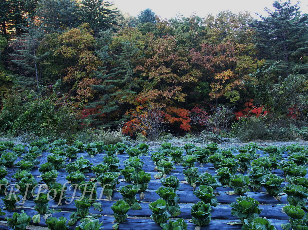 Yeongsiam-麟蹄郡必去景点