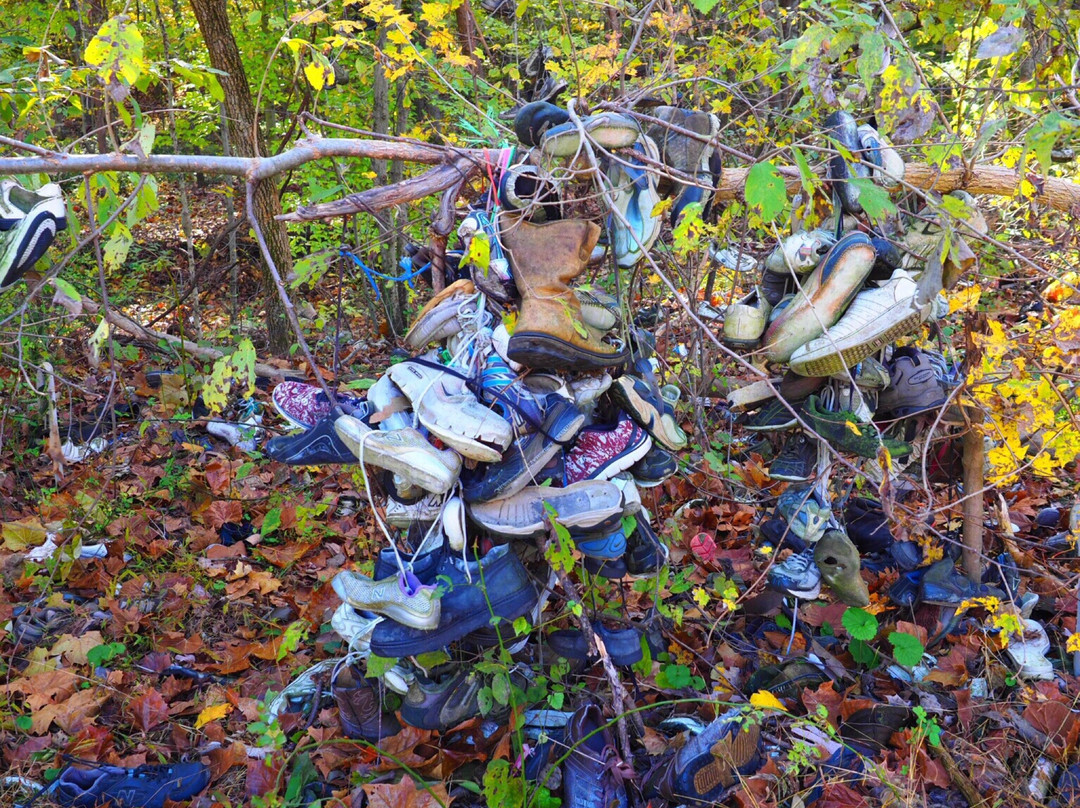 Shoe Tree-Alfalfa必去景点