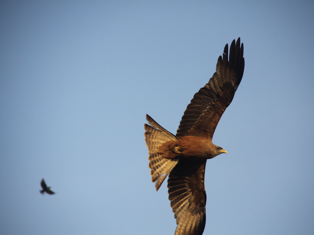 wLake Victoria-Mbita必去景点
