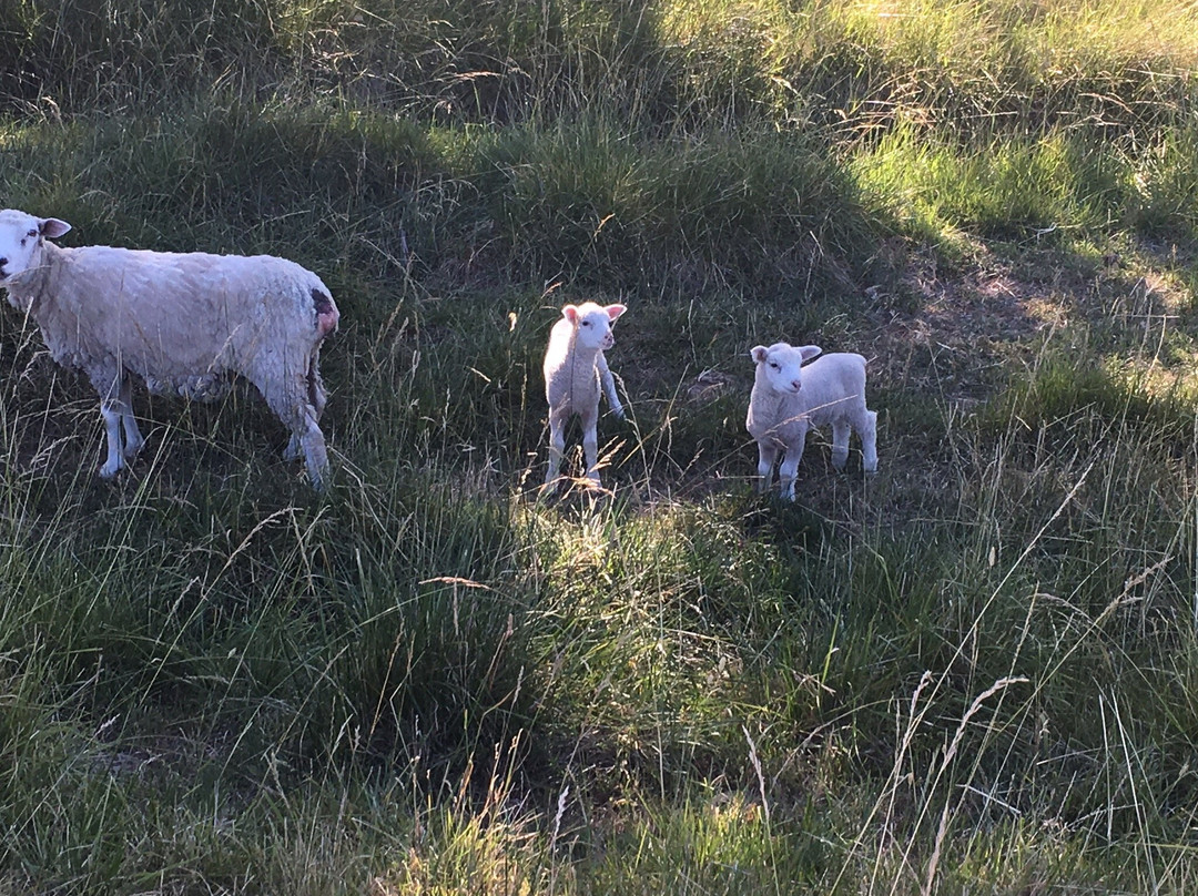 Misty River Retreat主图