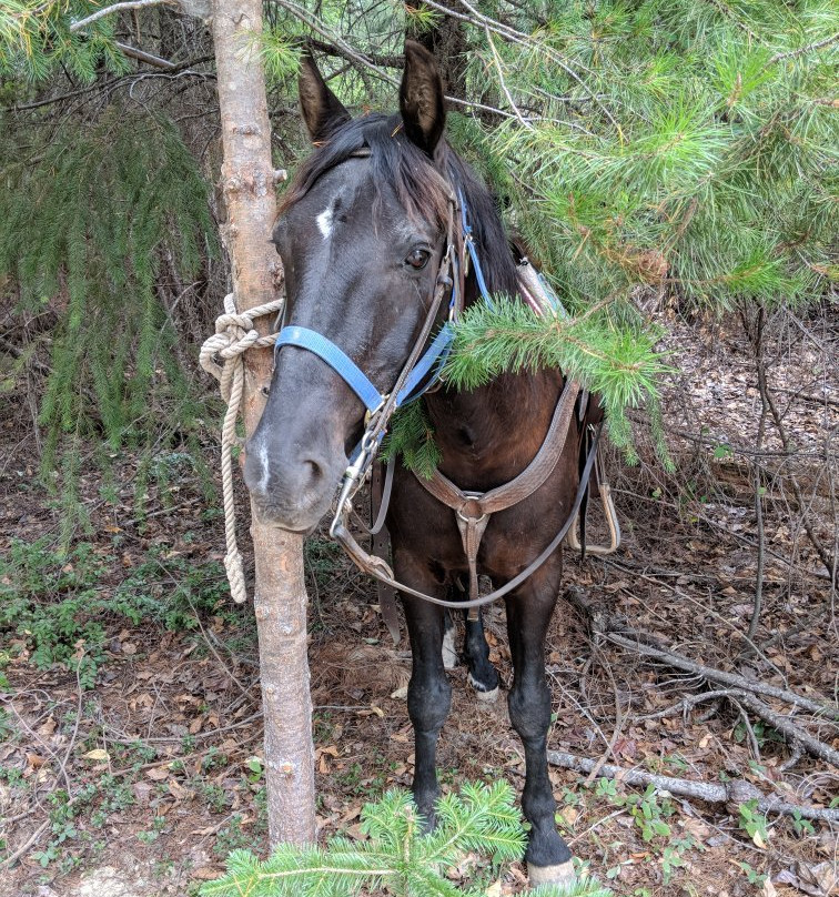 Copper Cayuse Outfitters-Pemberton必去景点