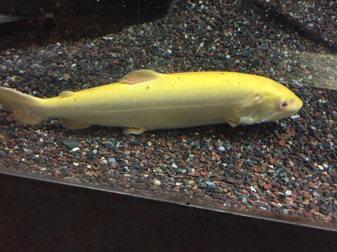 Les Voight State Fish Hatchery Visitor Center景点图片