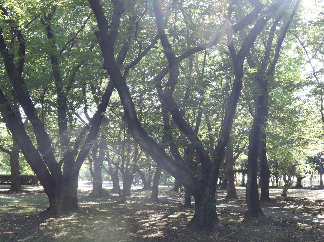 Mihama Park-浦安市必去景点