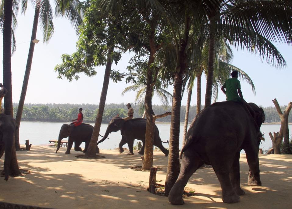 Elephant Show景点图片