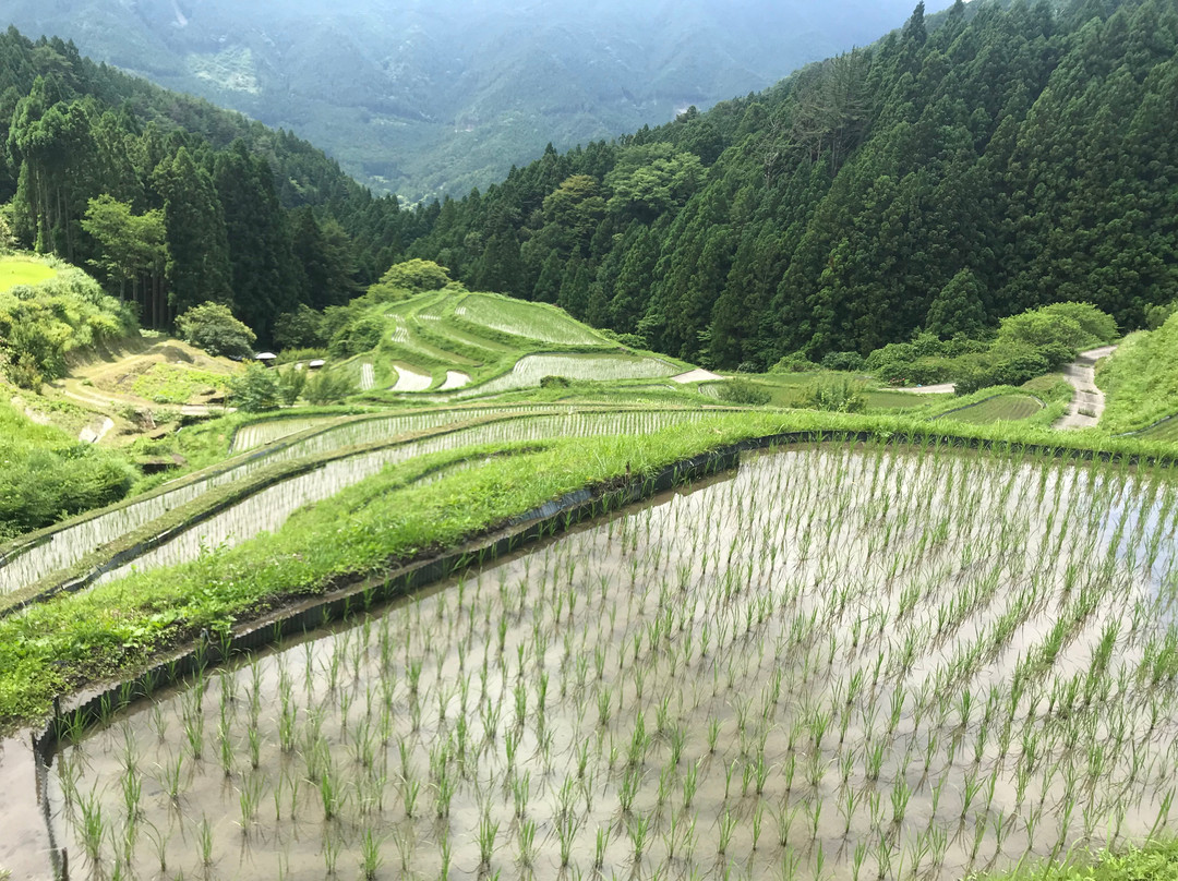Kashihara Rice Terraces景点图片