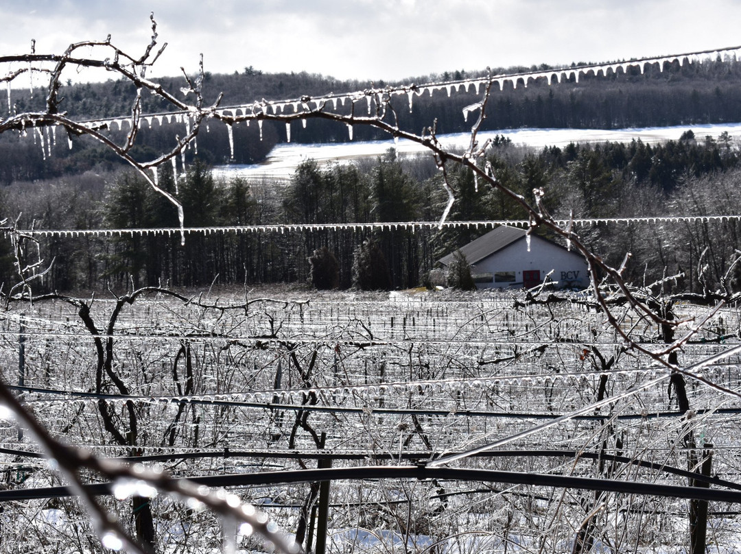 Big Creek Vineyard and Winery景点图片