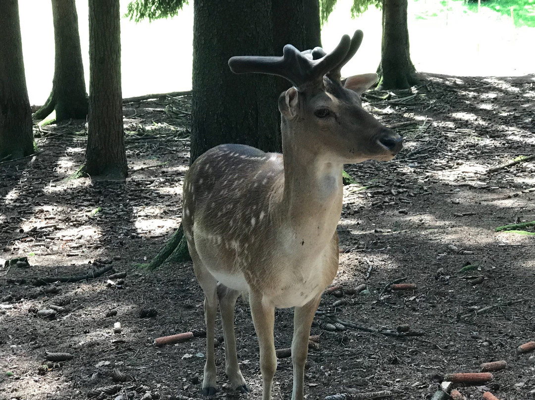 Wildfreigehege Locherholz景点图片