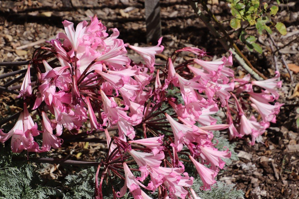 Strawberry Hill at Barmup-奥尔巴尼必去景点