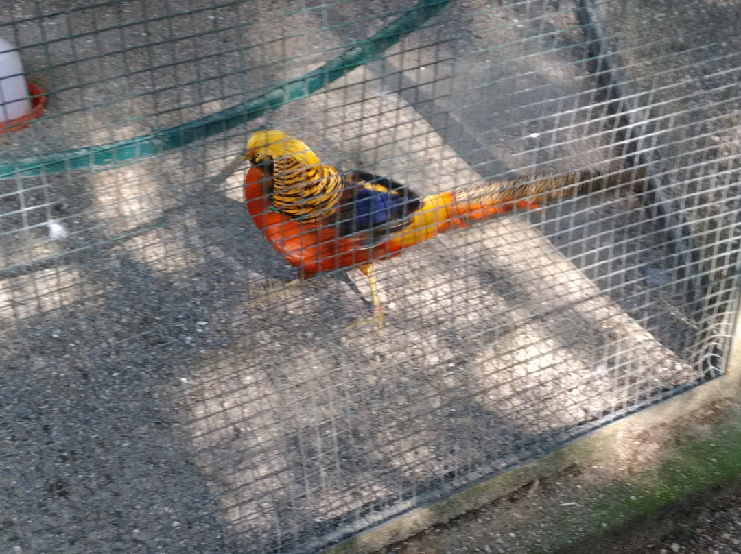 Parc Animalier De Nahuques景点图片