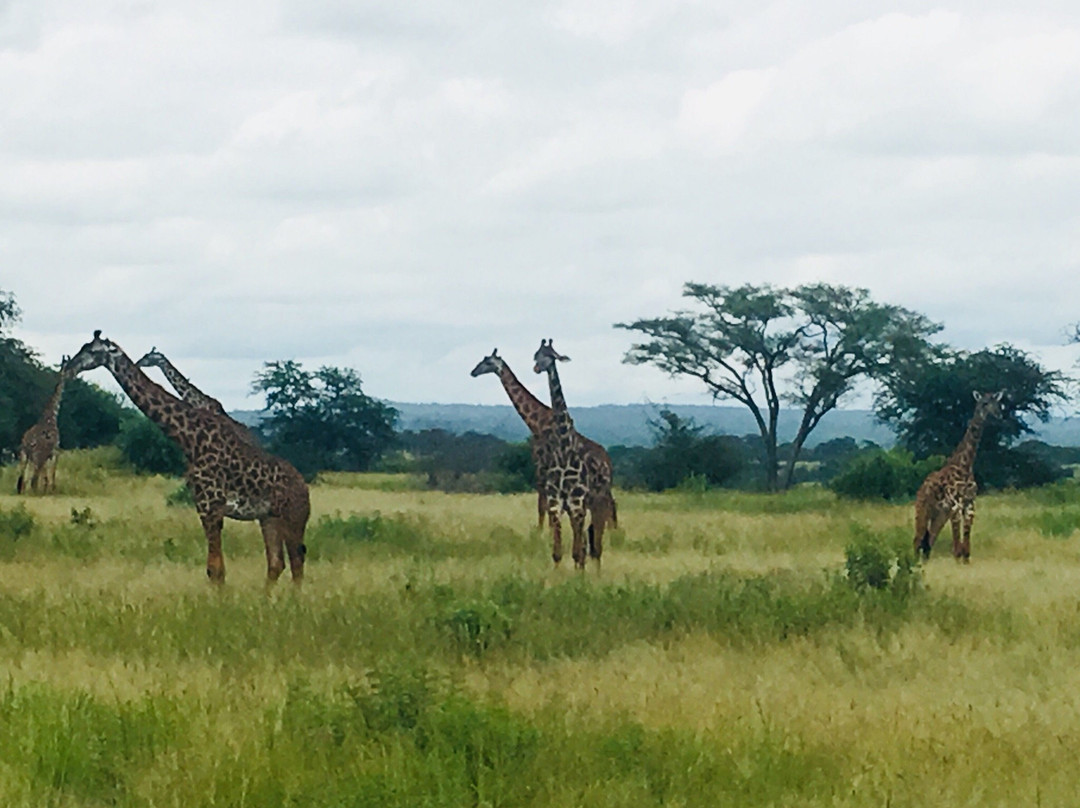 Bencia Africa-恩戈罗恩戈罗保护区必去景点