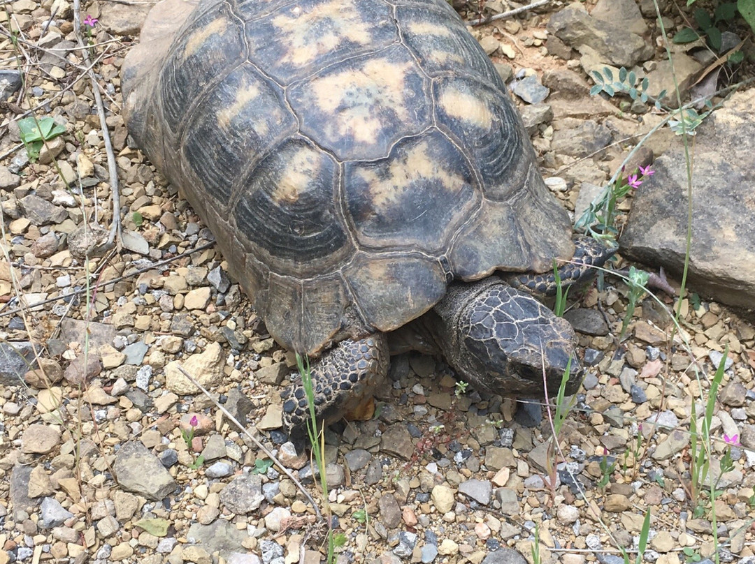Vyros Gorge-Kardamili必去景点