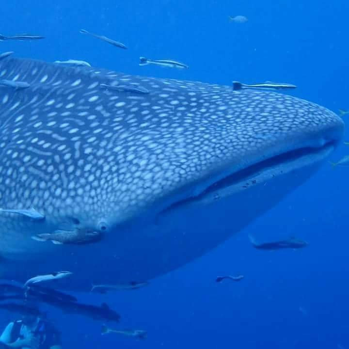 The Dive Center-亚喀巴必去景点