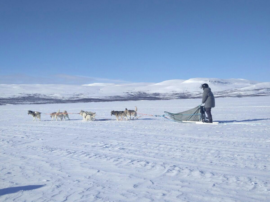 Safaris - The Lapland Connection