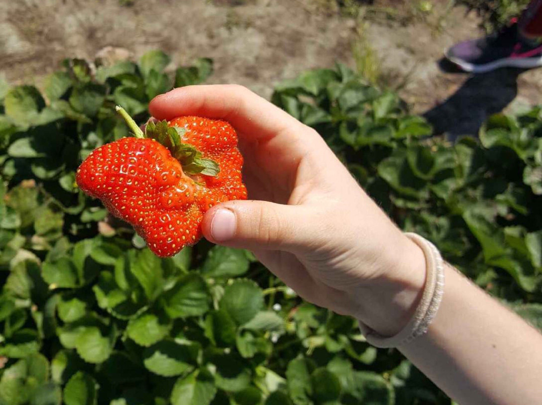 Farmer Mikes U Pick Of Bonita Springs-博尼塔斯普林斯必去景点