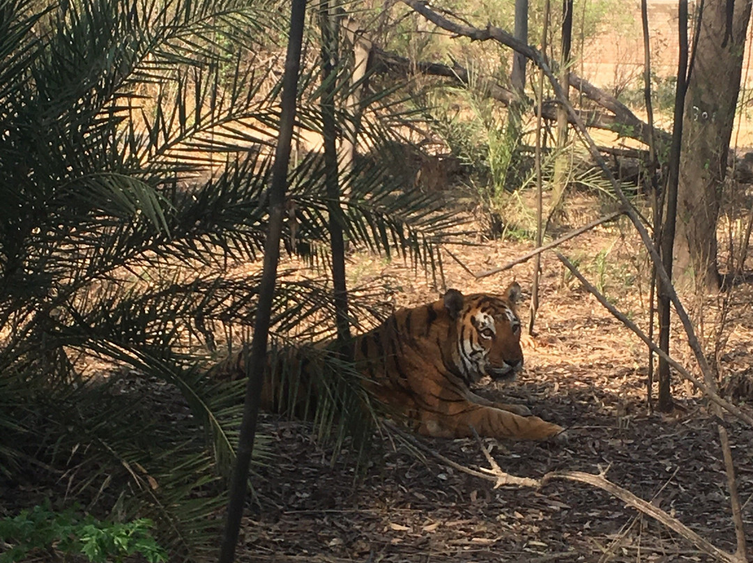 Tiger Safari景点图片