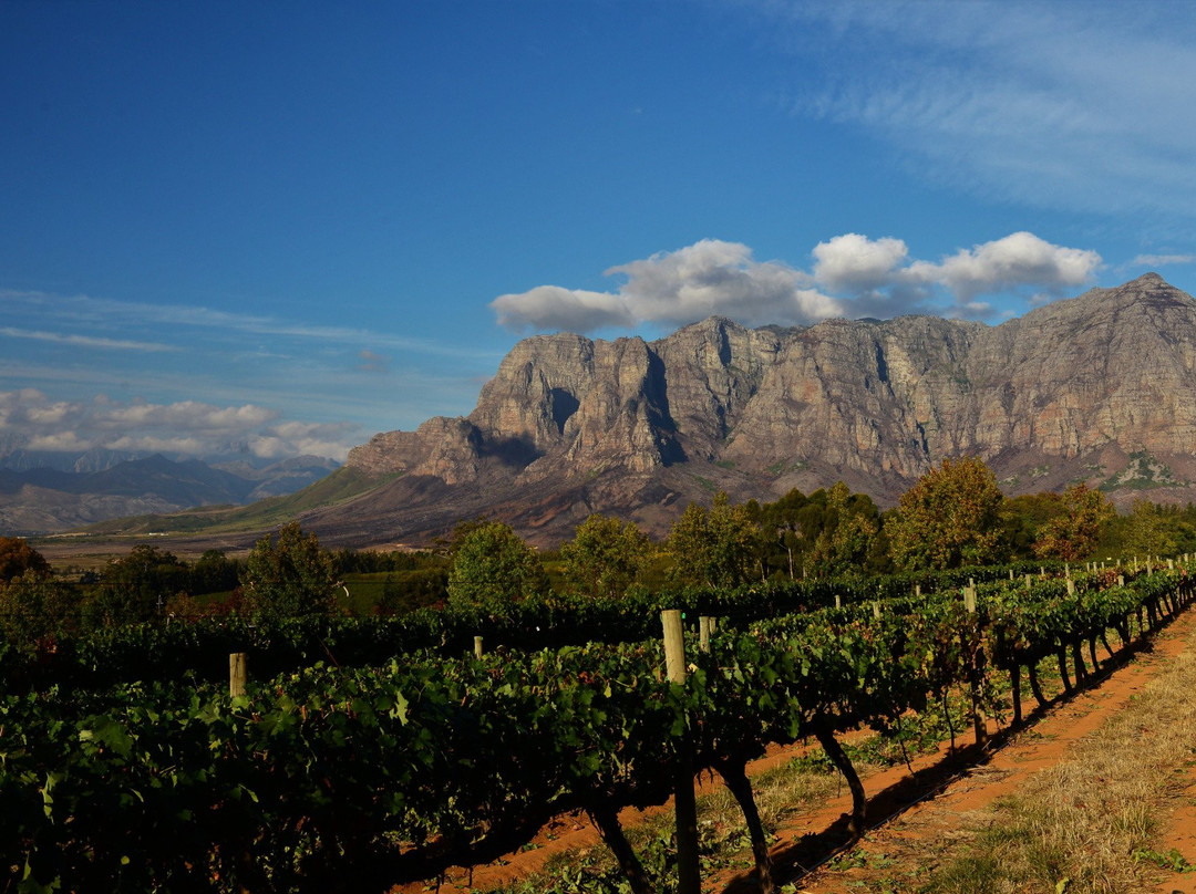 Grapes of Good Hope-开普敦必去景点