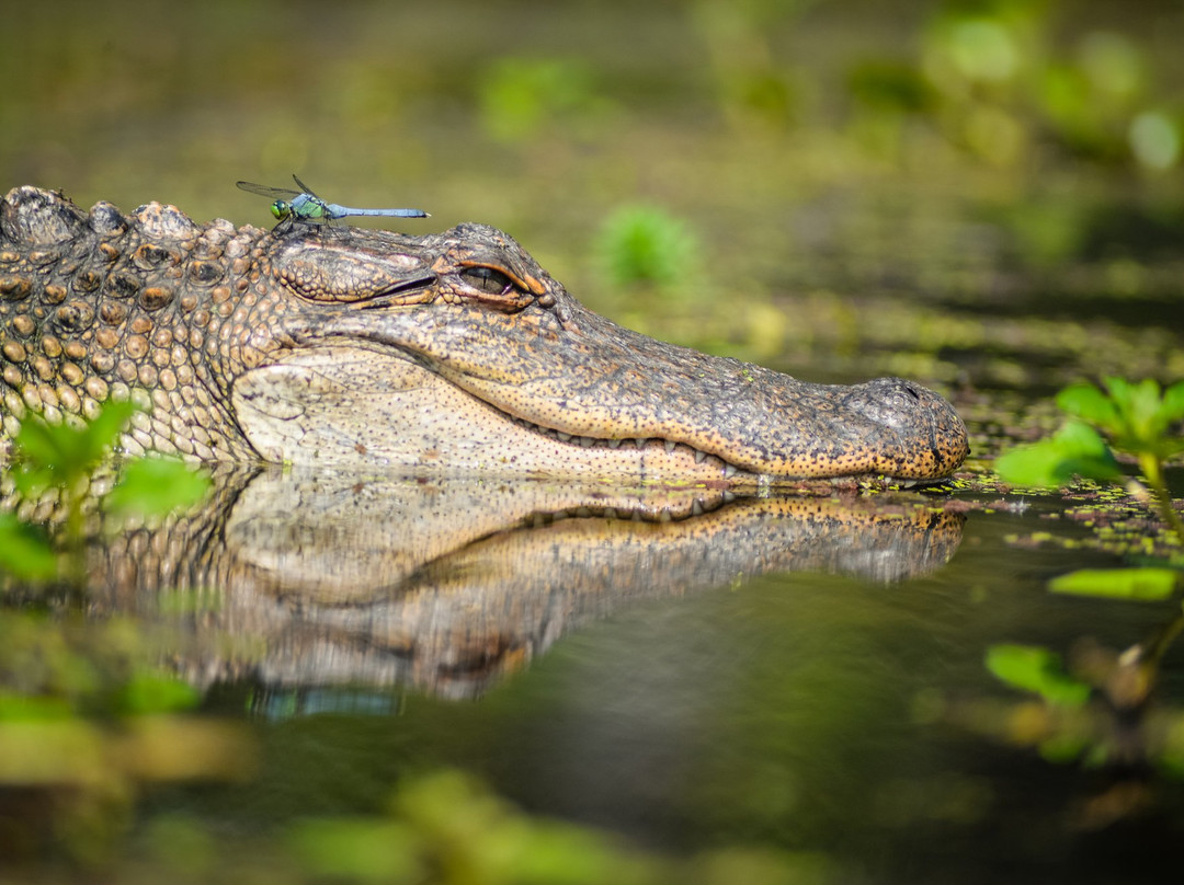 Wild Louisiana Kayak Swamp Tours景点图片