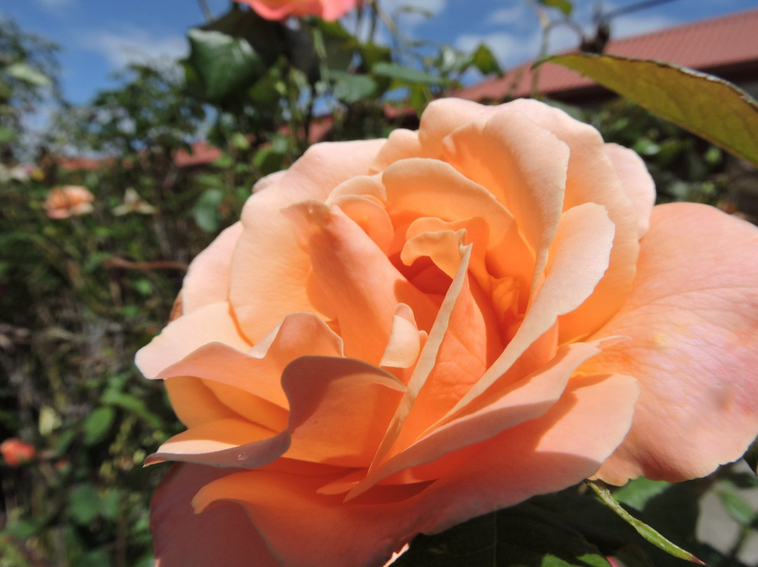 The Ambassador Motor Inn Ballarat主图