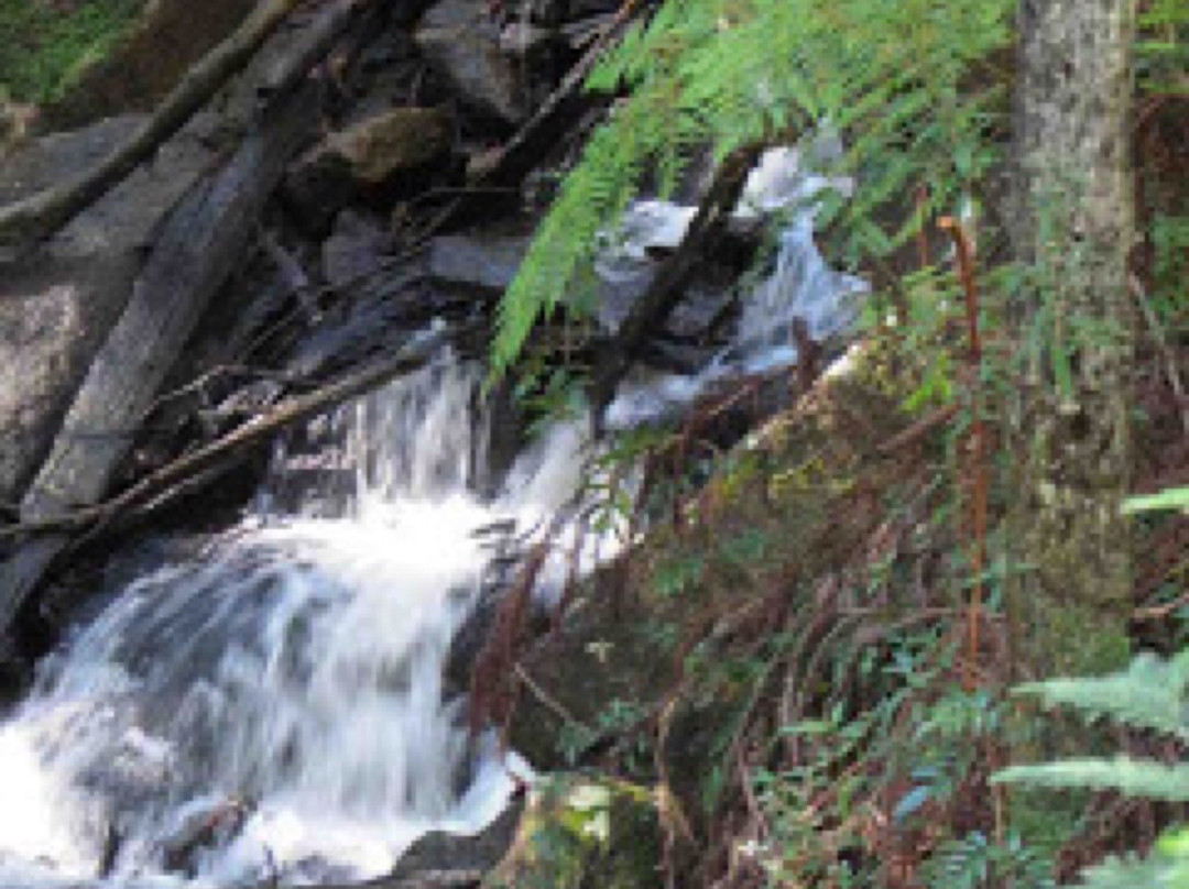 Gembrook旅游攻略图片