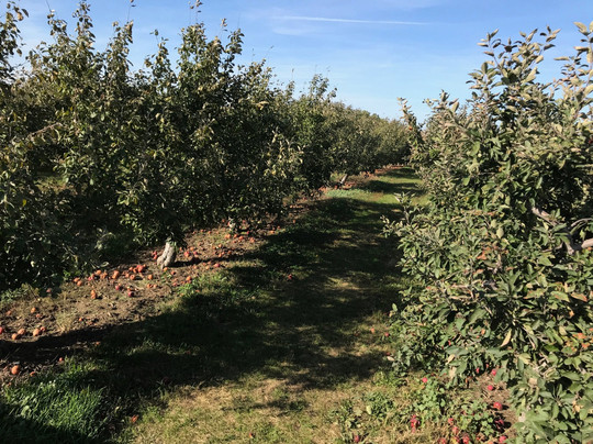 Erwin's Orchard-South Lyon必去景点