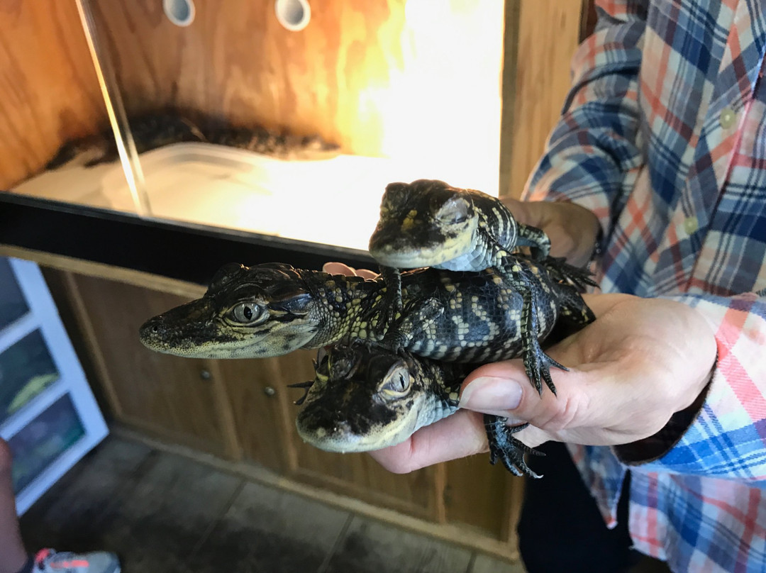Gator Chateau景点图片