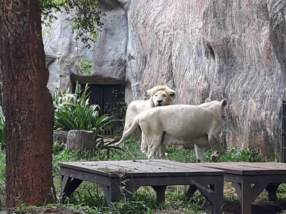 Night Safari Korat景点图片