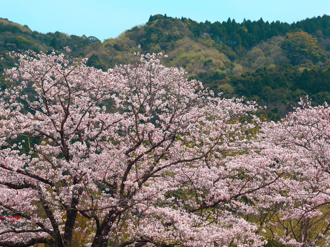 Kannonike Park-都城市必去景点