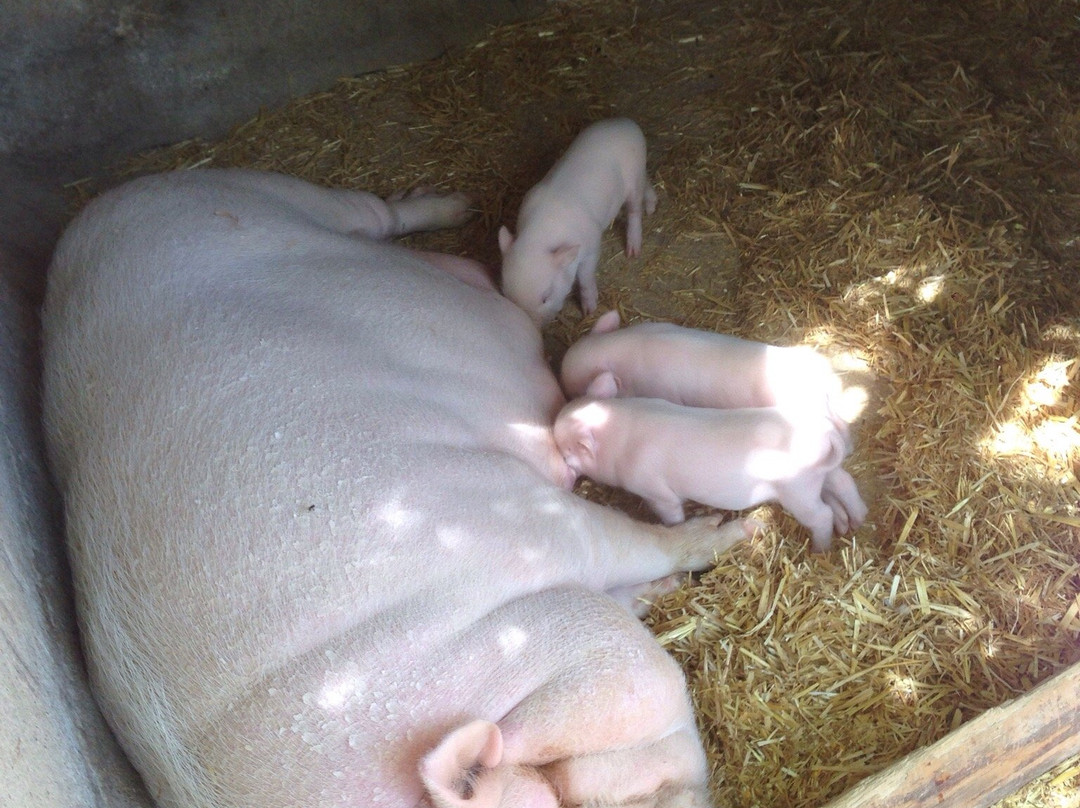 Ferme Animaliere d'Auriol景点图片