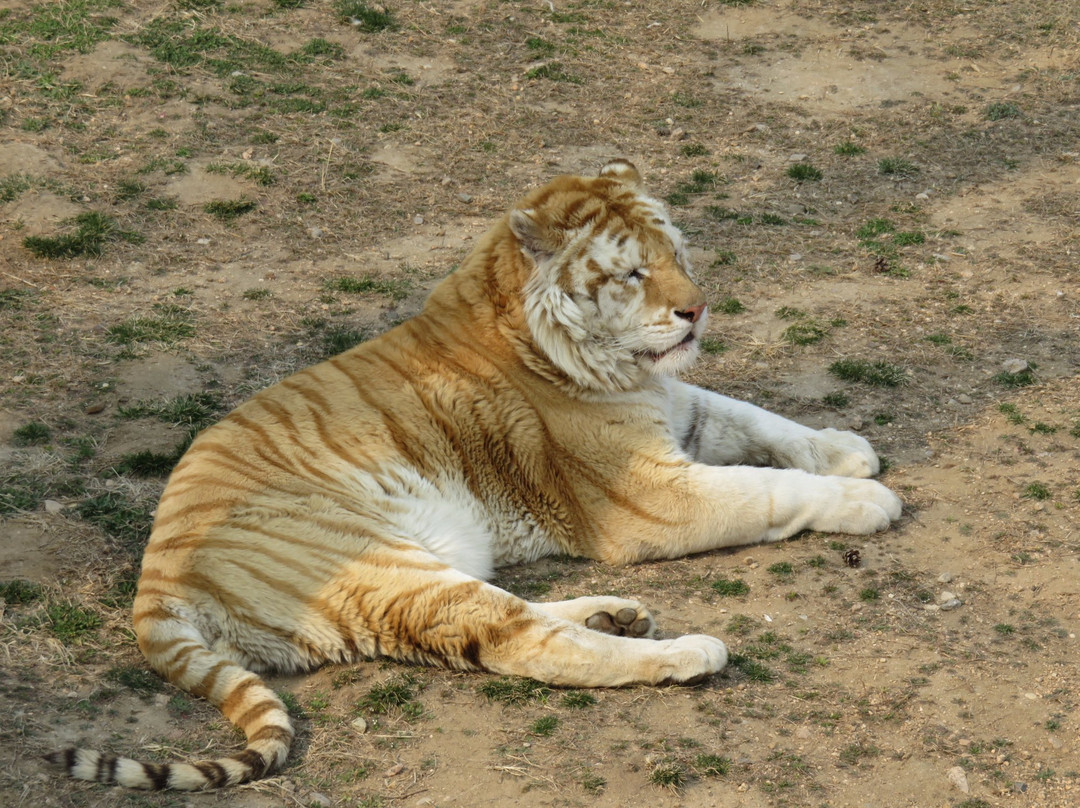 荣成神雕山野生动物园-荣成市必去景点