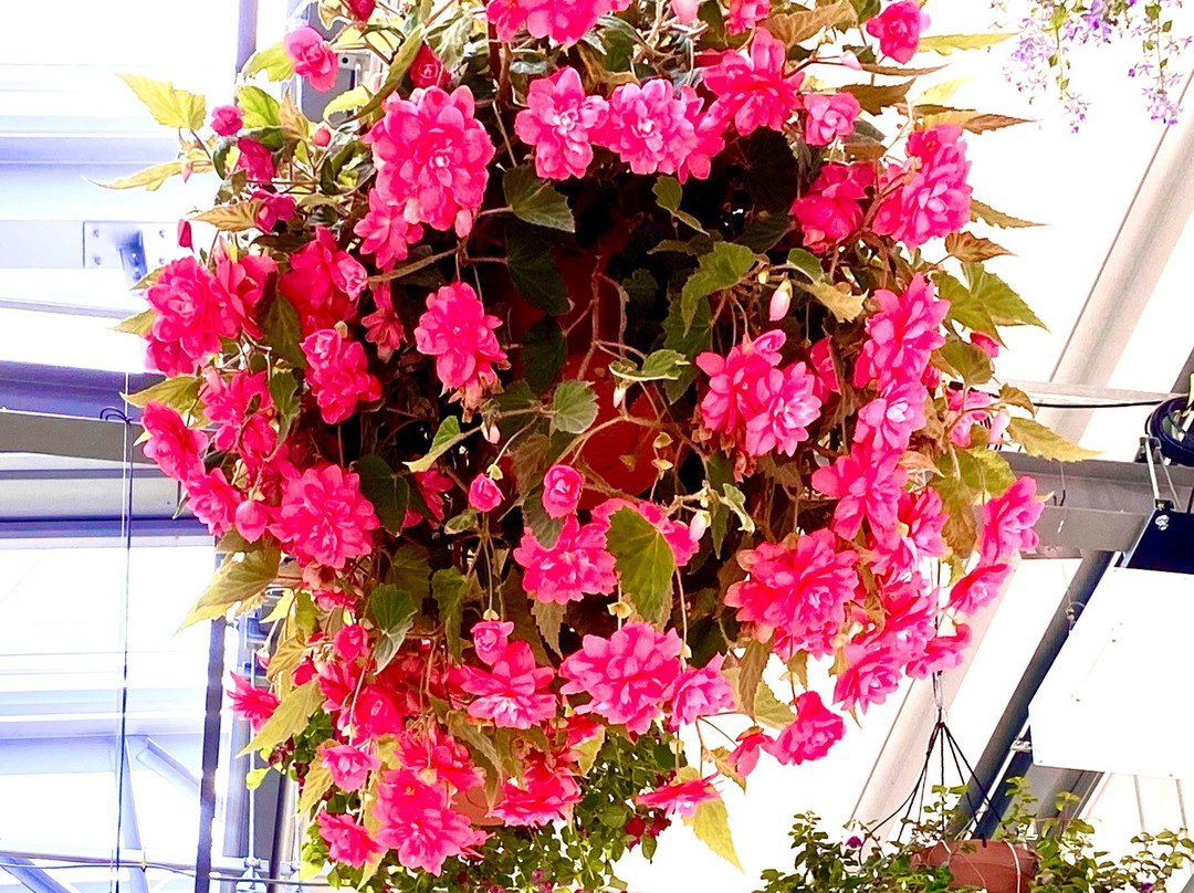 スターバックスコーヒーよみうりランドHANA BIYORI店