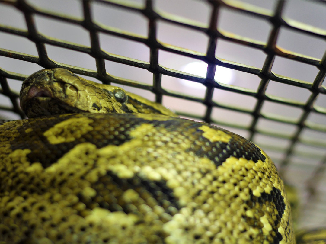 Victoria Falls Snake Park景点图片