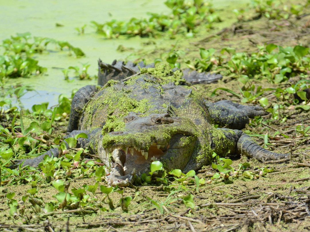 Croclandia & The American Crocodile Sanctuary景点图片