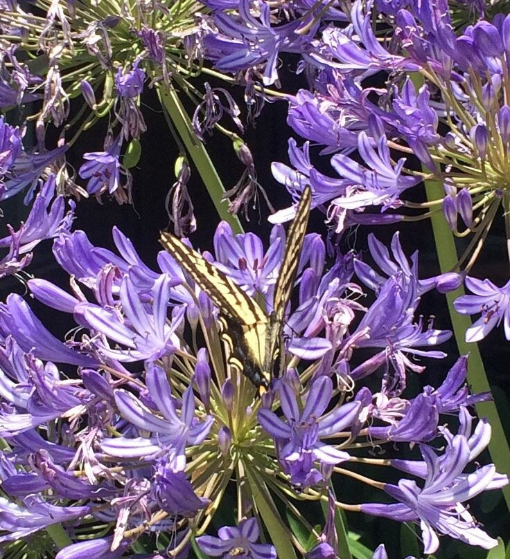 Flag Is Up Farms-索尔万必去景点