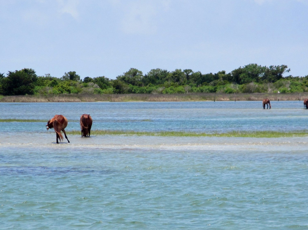 Cedar Island National Wildlife Refuge景点图片