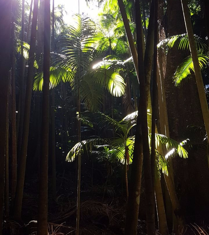 The Palm Grove Section of the Tamborine National Park景点图片