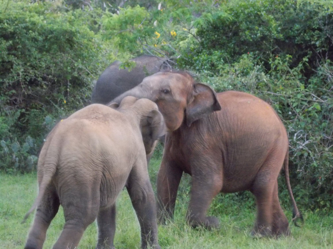 Viaggi Sri Lanka By Kads Tours