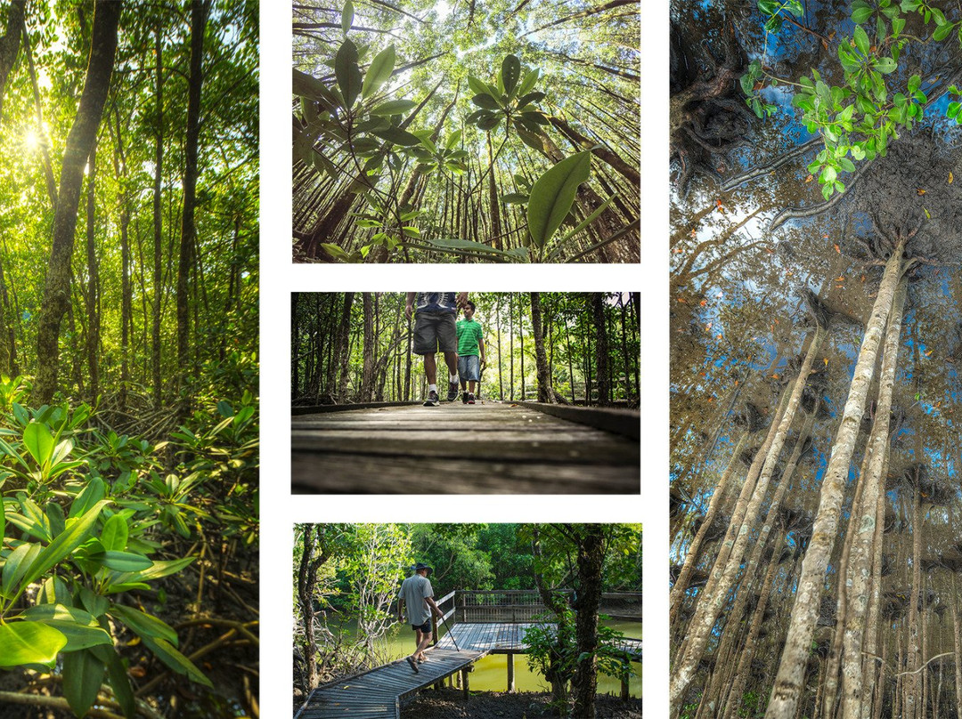 The Jack Barnes Bicentennial Mangrove Boardwalk-爱罗格伦必去景点